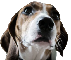 Prim, Chief Greeter